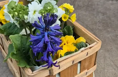 die ersten Frühjahrsblüher von Gärtnerei Wagner
